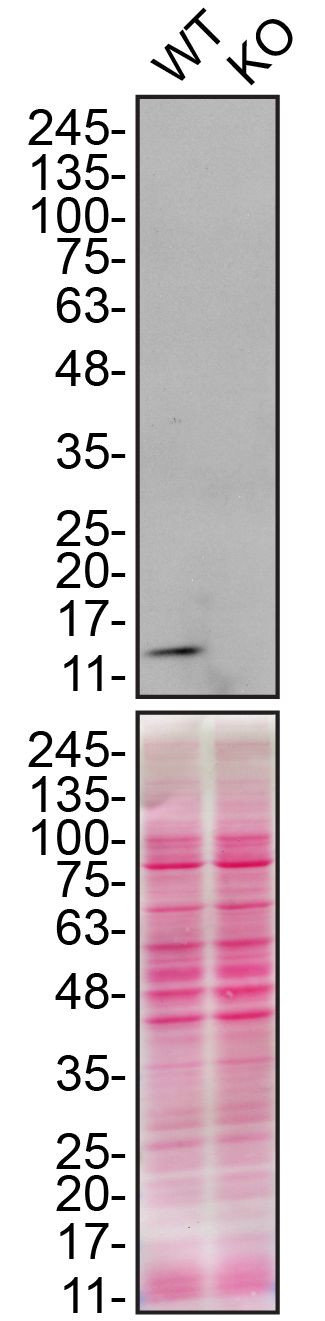 CHCHD10 Antibody