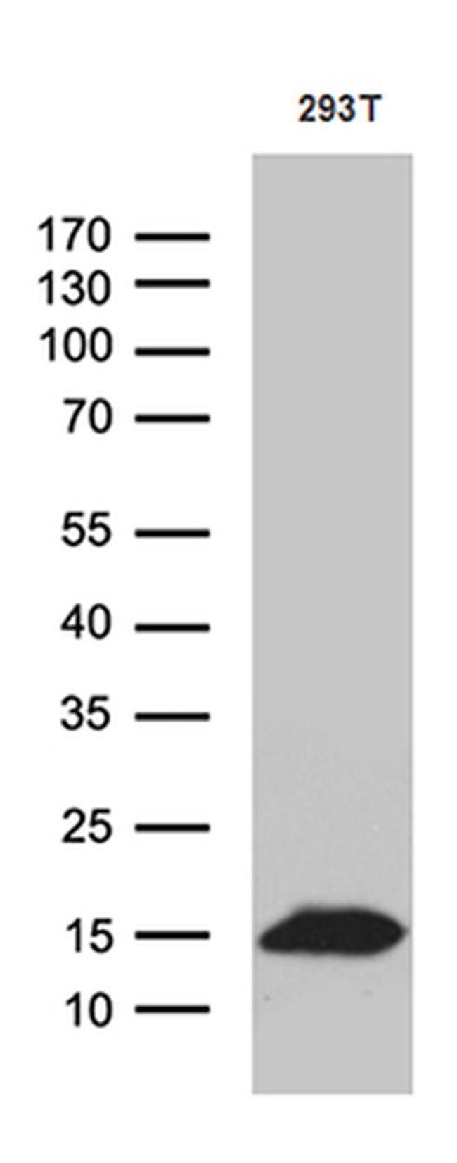 CHCHD10 Antibody in Western Blot (WB)