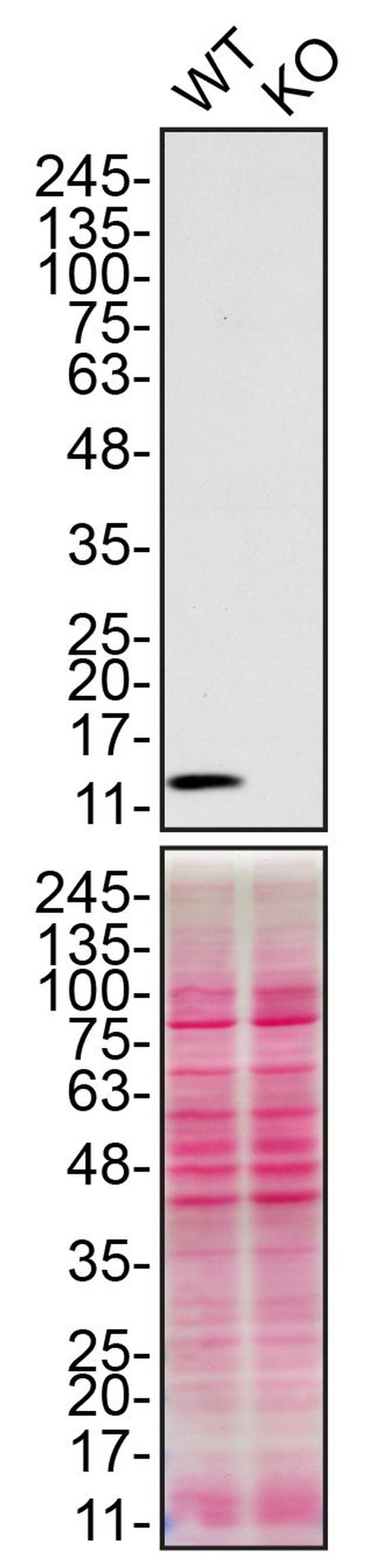 CHCHD10 Antibody in Western Blot (WB)