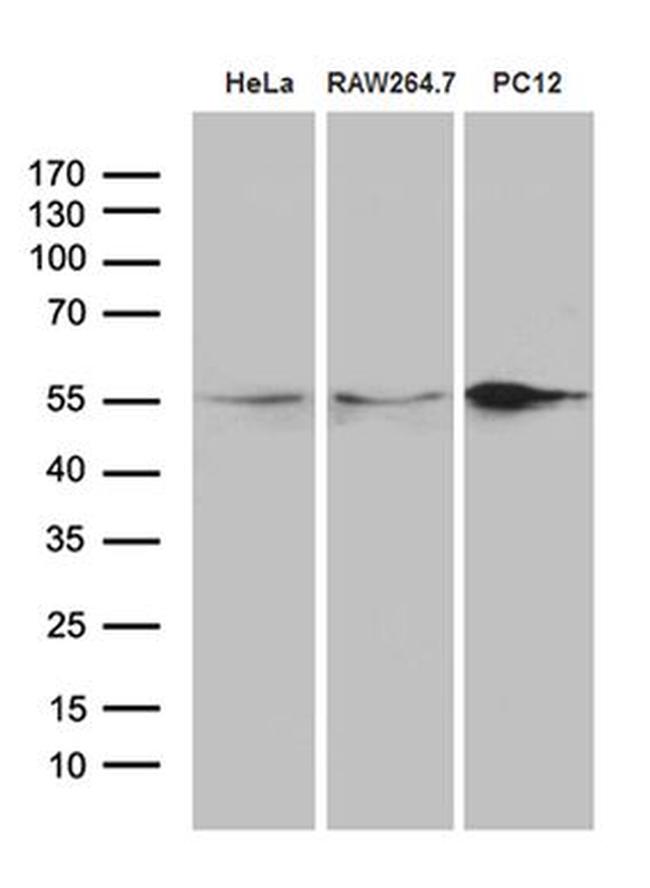 SNX4 Antibody in Western Blot (WB)