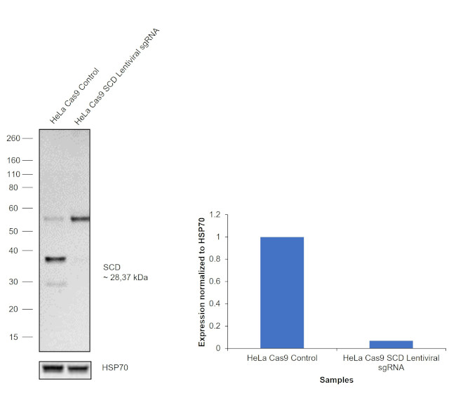 SCD Antibody