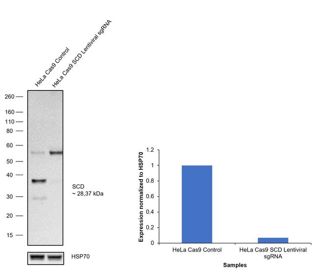 SCD Antibody in Western Blot (WB)