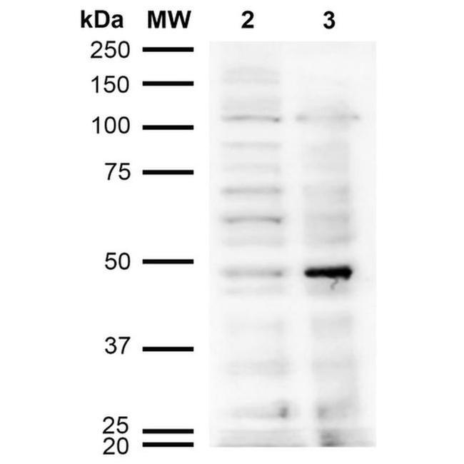 Acrolein Antibody in Western Blot (WB)