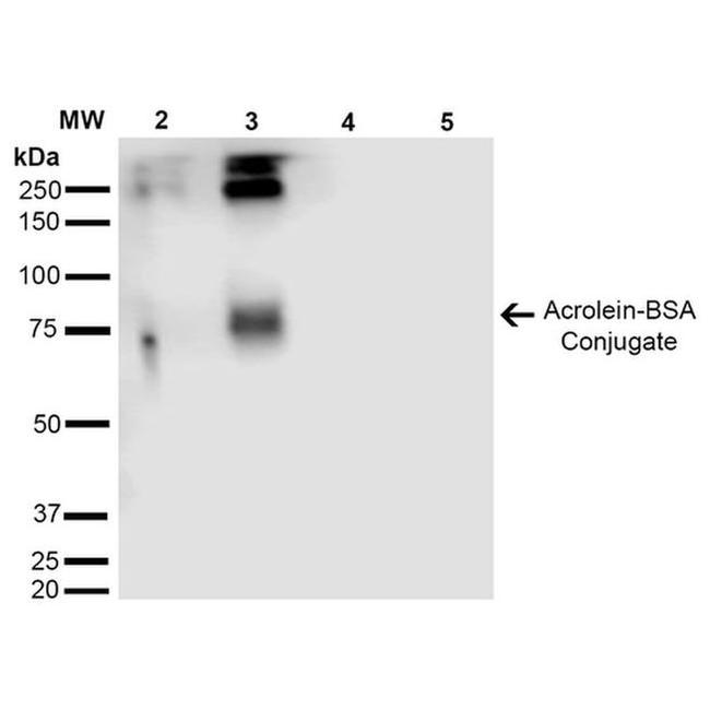 Acrolein Antibody in Western Blot (WB)