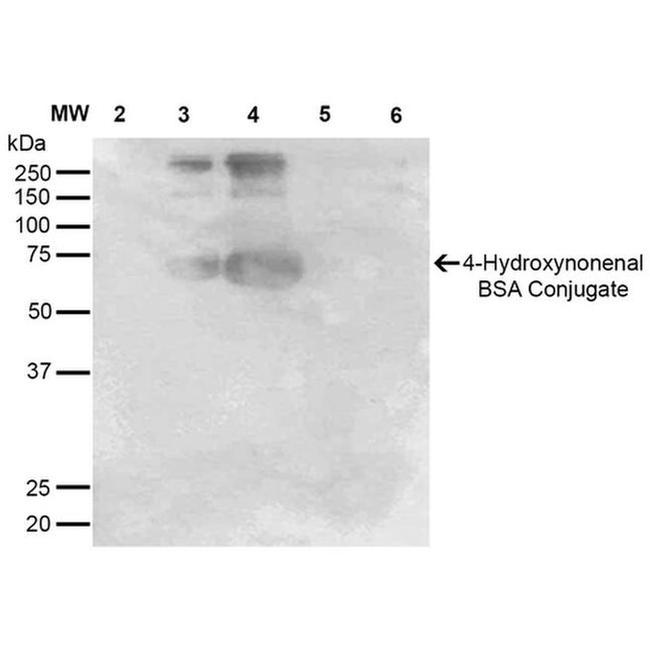 4-Hydroxynonenal Antibody in Western Blot (WB)