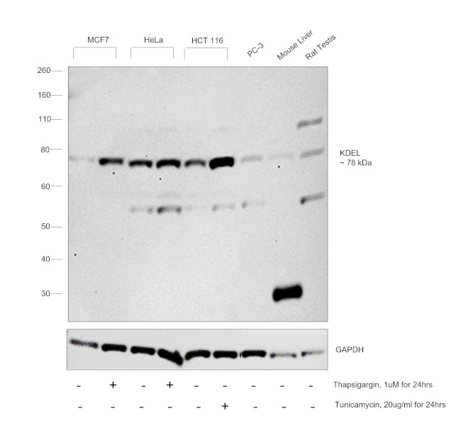 KDEL Antibody in Western Blot (WB)