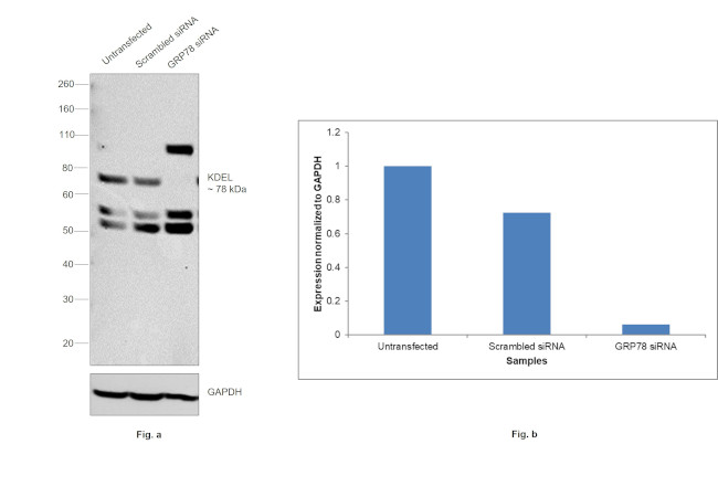 KDEL Antibody in Western Blot (WB)