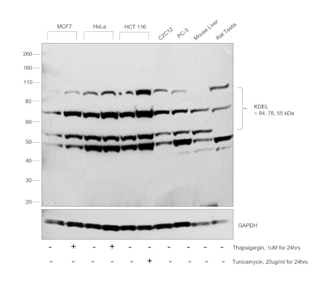 KDEL Antibody in Western Blot (WB)