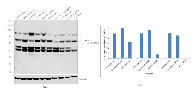 KDEL Antibody in Western Blot (WB)