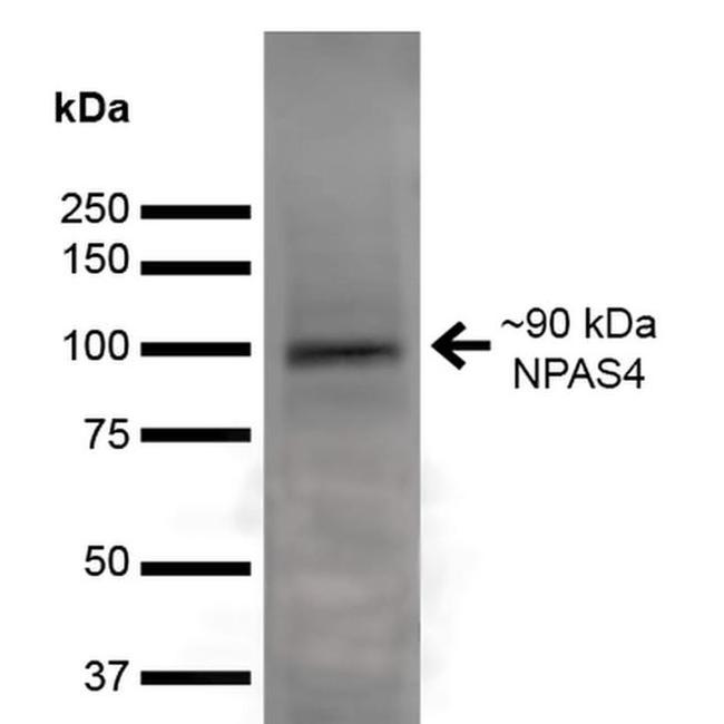 NPAS4 Antibody in Western Blot (WB)