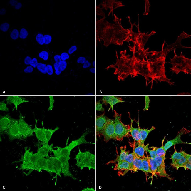 Spectrin beta-4 Antibody in Immunocytochemistry (ICC/IF)