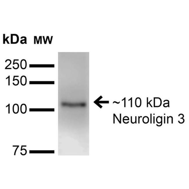 NLGN3 Antibody in Western Blot (WB)