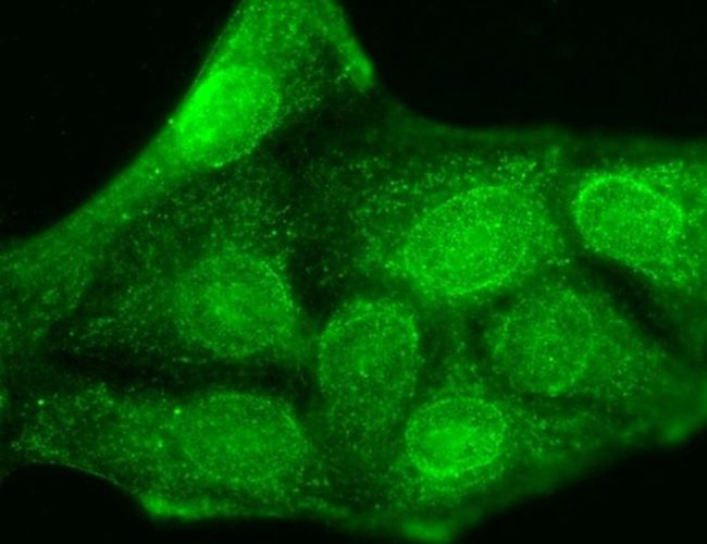 KCNMB3 Antibody in Immunocytochemistry (ICC/IF)