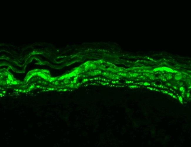 KCNMB3 Antibody in Immunohistochemistry (Paraffin) (IHC (P))