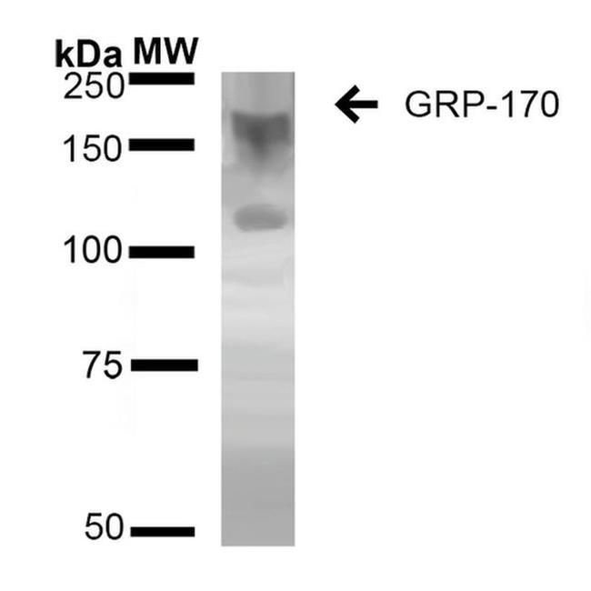 HYOU1 Antibody in Western Blot (WB)