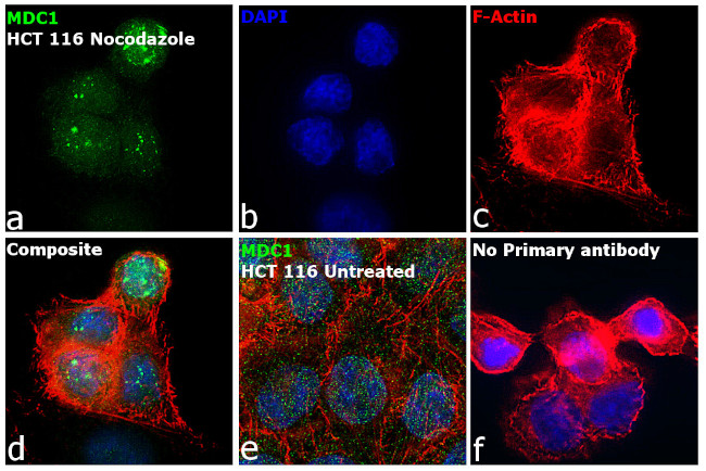 MDC1 Antibody in Immunocytochemistry (ICC/IF)