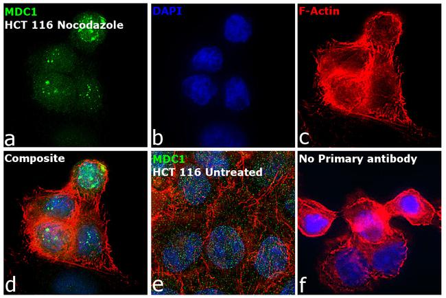 MDC1 Antibody