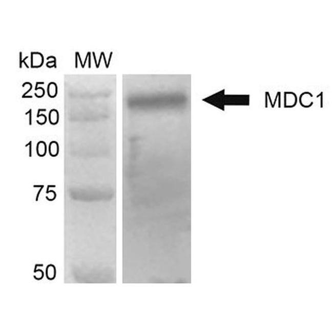 MDC1 Antibody in Western Blot (WB)