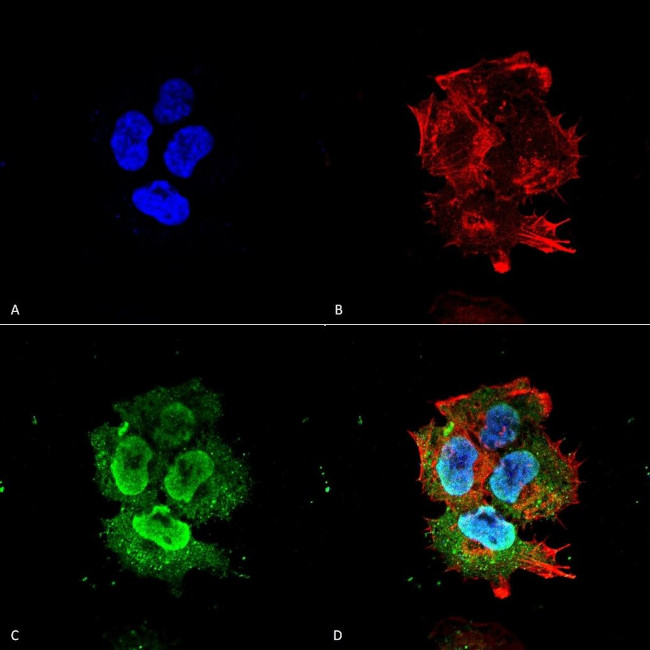 Synaptotagmin 7 Antibody in Immunocytochemistry (ICC/IF)