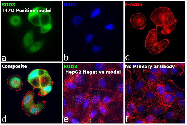 SOD3 Antibody in Immunocytochemistry (ICC/IF)