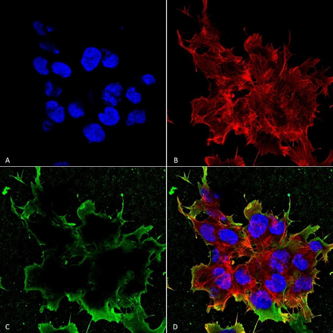 LRP4 Antibody in Immunocytochemistry (ICC/IF)