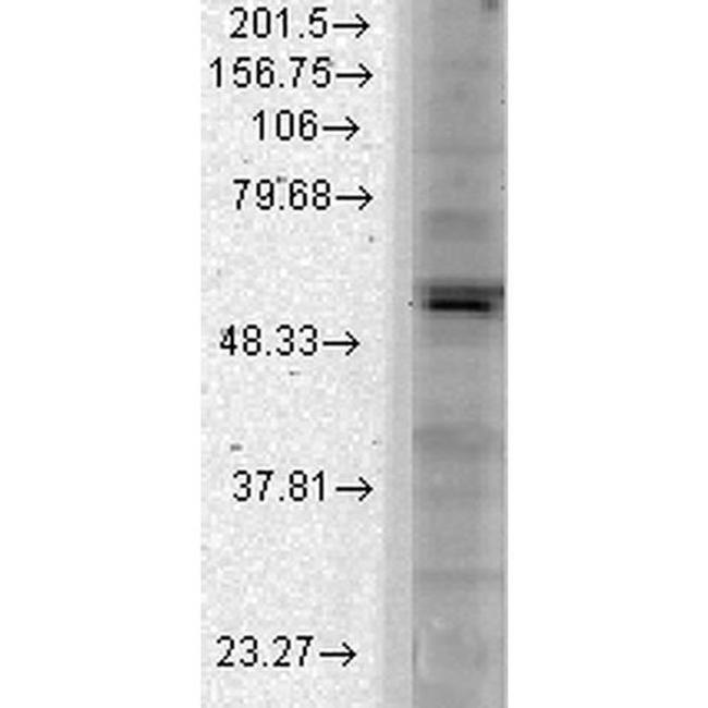 Kir2.1 (KCNJ2) Antibody in Western Blot (WB)