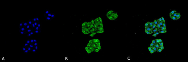 GRP78 Antibody in Immunocytochemistry (ICC/IF)