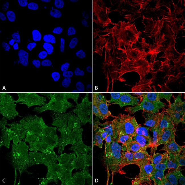 NMDAR2A Antibody in Immunocytochemistry (ICC/IF)