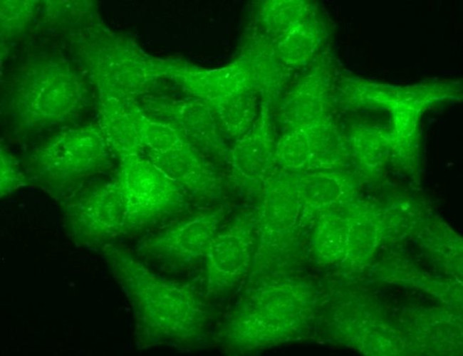 GABRD Antibody in Immunocytochemistry (ICC/IF)