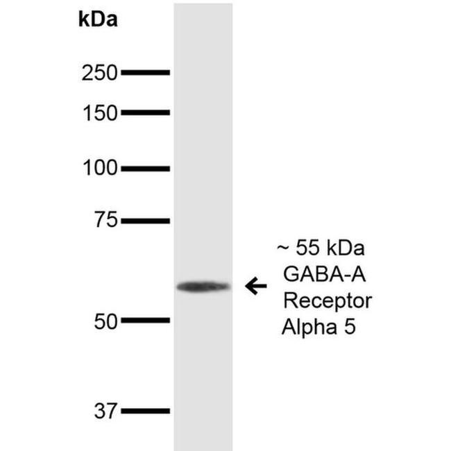 GABRA5 Antibody in Western Blot (WB)