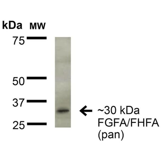 FGF13 Antibody in Western Blot (WB)