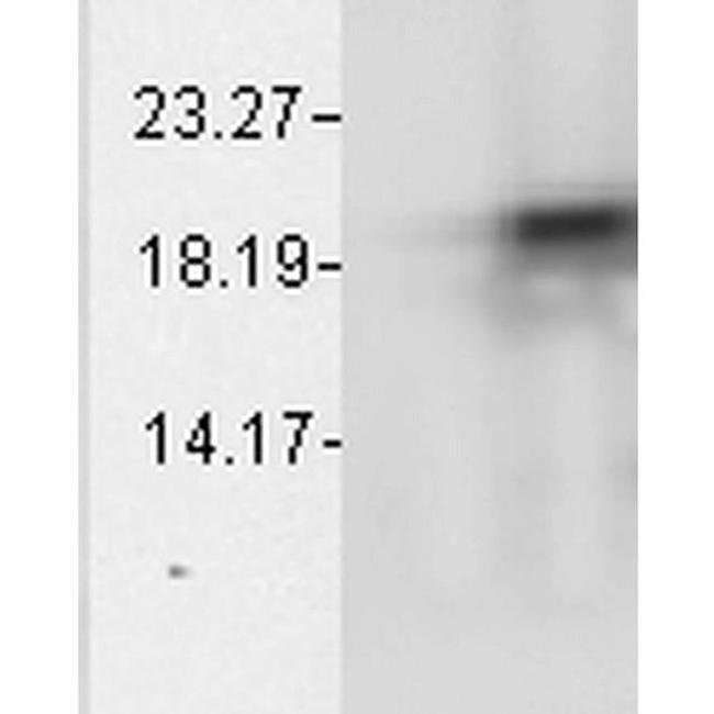 CRYAB Antibody in Western Blot (WB)