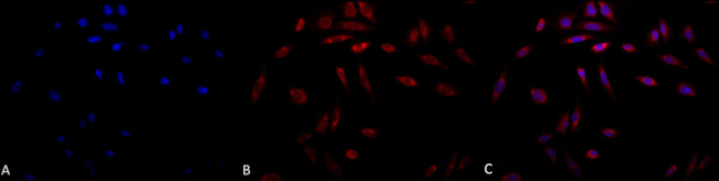 SERPINH1 Antibody in Immunocytochemistry (ICC/IF)