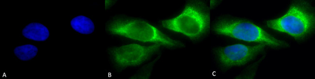 SERPINH1 Antibody in Immunocytochemistry (ICC/IF)