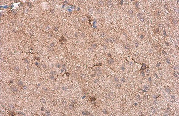 IBA1 Antibody in Immunohistochemistry (Paraffin) (IHC (P))