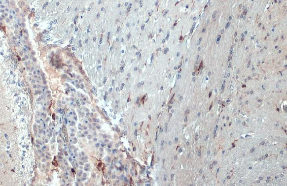 IBA1 Antibody in Immunohistochemistry (Paraffin) (IHC (P))