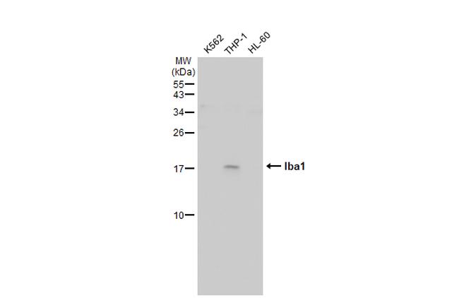 IBA1 Antibody in Western Blot (WB)