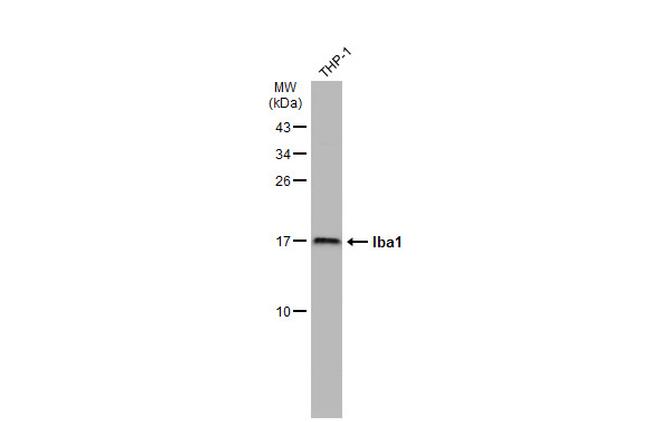 IBA1 Antibody in Western Blot (WB)