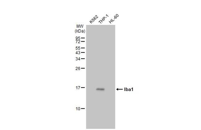 IBA1 Antibody in Western Blot (WB)