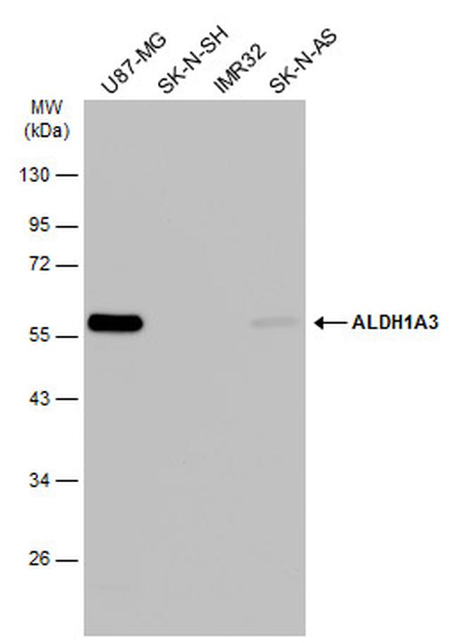 ALDH1A3 Antibody in Western Blot (WB)