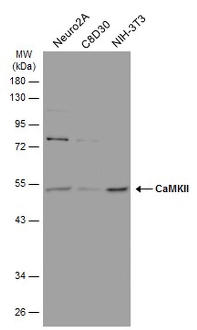 CaMKII delta Antibody in Western Blot (WB)