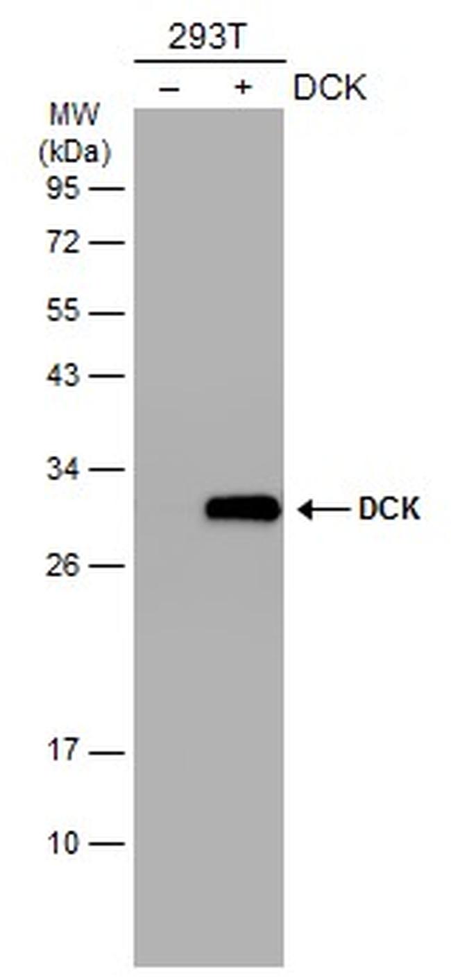 DCK Antibody in Western Blot (WB)