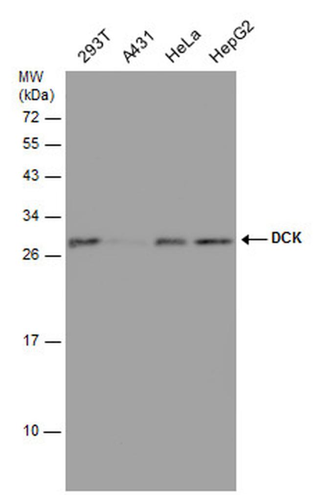 DCK Antibody in Western Blot (WB)