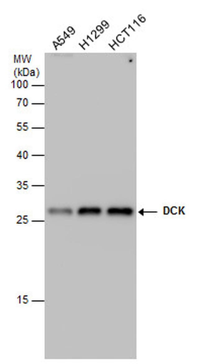 DCK Antibody in Western Blot (WB)