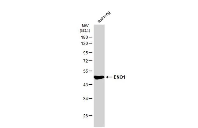 ENO1 Antibody in Western Blot (WB)