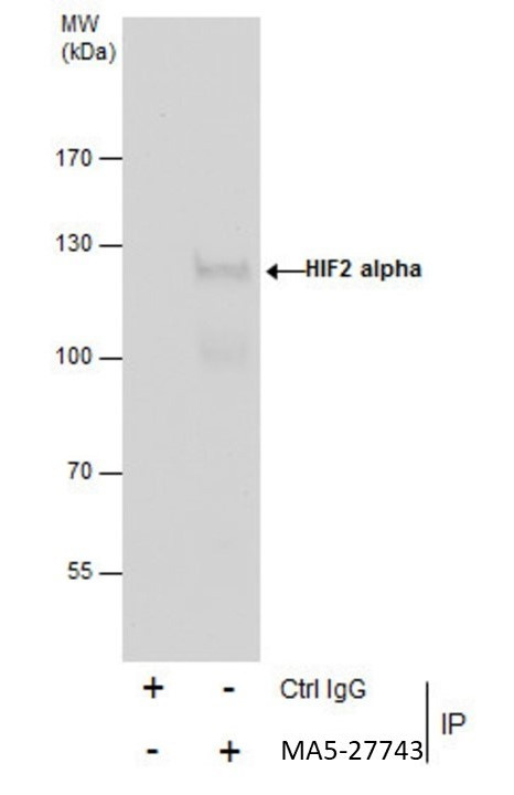 HIF-2 alpha Antibody in Immunoprecipitation (IP)