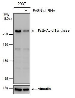 FASN Antibody