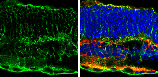 Glutamine Synthetase Antibody in Immunohistochemistry (Frozen) (IHC (F))