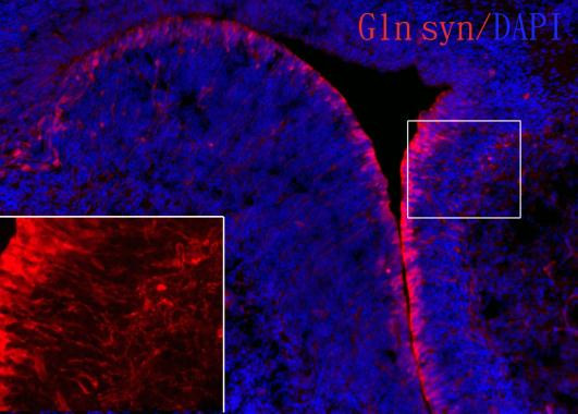 Glutamine Synthetase Antibody in Immunohistochemistry (Frozen) (IHC (F))