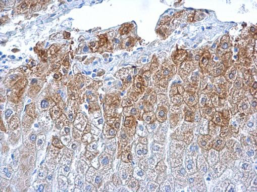 Glutamine Synthetase Antibody in Immunohistochemistry (Paraffin) (IHC (P))